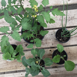 COMBO: Mini potager urbain