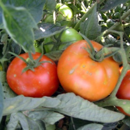 [69-9095-502] Semences tomate Beefsteak biologique