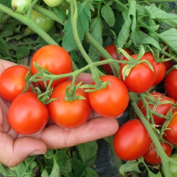 [69-9264-502] Semences tomate cerise biologique