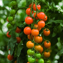 [69-9274-503] Semences tomate cerise orange "Toronjina" biologique