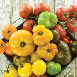 Semences tomates en mélange gros fruits biologique