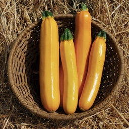 [ ZG19] Semences zucchini golden biologique