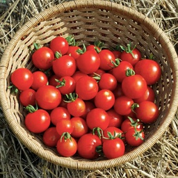 [TCB20] Semences tomate cerise bing biologique
