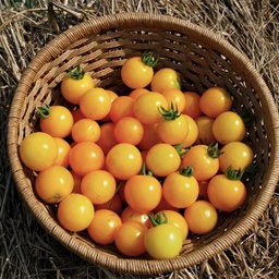 [TCG20] Semences tomate cerise galina biologique