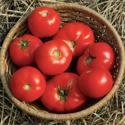 [TIR18] Semences tomate inditarod red biologique