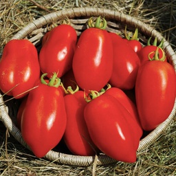 [Tpdn19] Semences tomate dix doigts de Naples biologique