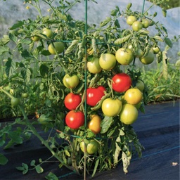 [TCR19] Semences tomate centennial rocket biologique