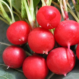 Semences radis Cherry Belle biologique