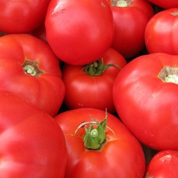 Semences tomate beefsteak biologique