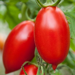 Semences tomate Amish biologique