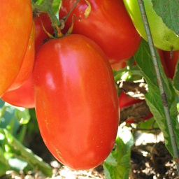 Semences tomate Aunt Mary's Paste biologique