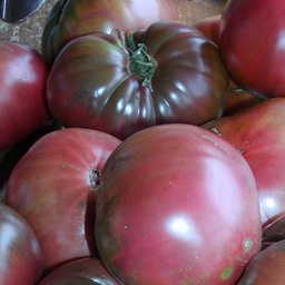 Semences tomate Black Sea Man biologique