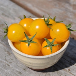 Semences tomate Gold Nugget biologique