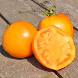 Semences tomate jubilee biologique