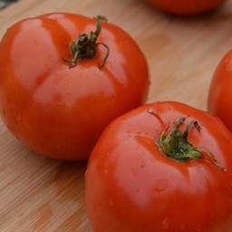 Semences tomate Manitoba biologique
