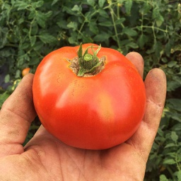 Semences tomate Merveille des Marchés biologique