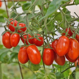 Semences tomate Red Pearl biologique