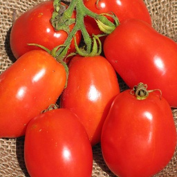 Semences tomate Ropreco Paste biologique