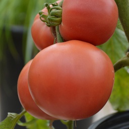Semences tomate Rose Aimée biologique