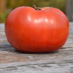 Semences tomate Rose de Berne biologique