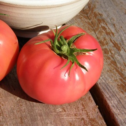 Semences tomate Savignac biologique