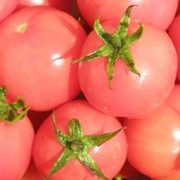 Semences tomate sibérienne rose biologique