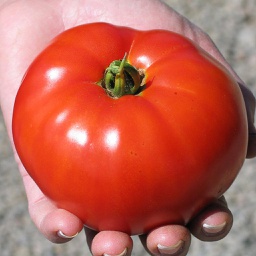 Semences tomate Siletz biologique