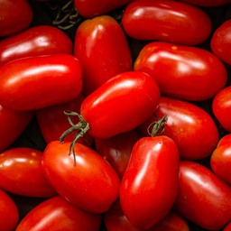 Semences tomate sprite biologique