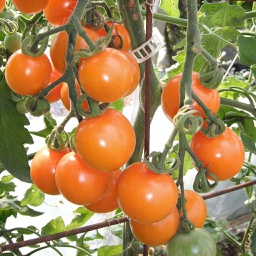 Semences tomate Sungold biologique