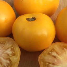 Semences tomate taxi biologique