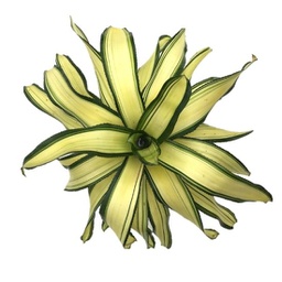 Bromélia neoregelia casablanca (Aechmea fasciata)