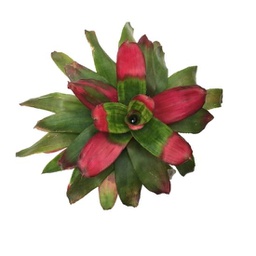 Bromélia neoregelia green apples (Aechmea fasciata)