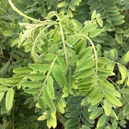 Amorpha fruticosa (faux indigo)