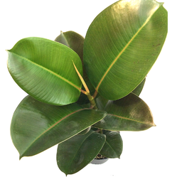 Ficus sophia