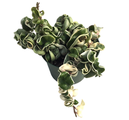 Hoya compacta variegata