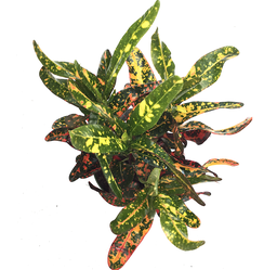 Codiaeum (croton) variegatum bush on fire