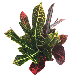 Codiaeum (croton) variegatum excellent