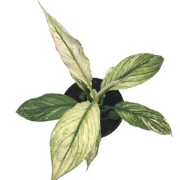 Spathiphyllum jessica variegata