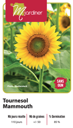 [Tournesol Mammouth] Semences tournesol mammouth