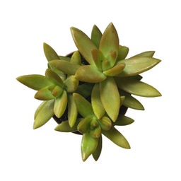 Echeveria spp. (succulente)