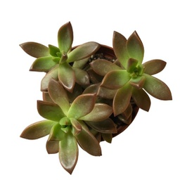 Echeveria spp. (succulente)