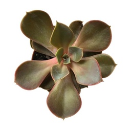 Echeveria spp. (succulente)