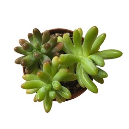 Echeveria spp. (succulente)