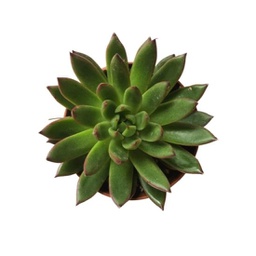 Echeveria spp. (succulente)