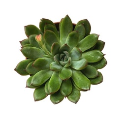 Echeveria spp. (succulente)