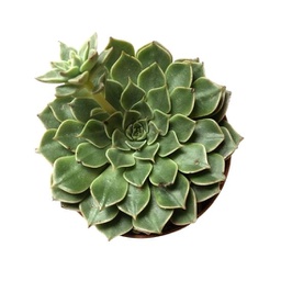 Echeveria spp. (succulente)