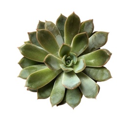 Echeveria spp. (succulente)