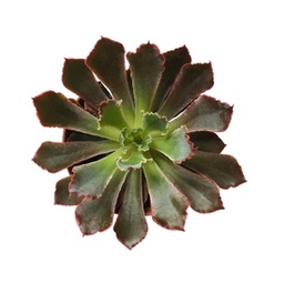 Echeveria spp. (succulente)