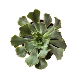 Echeveria spp. (succulente)