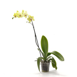 Orchidée jaune (Phalaenopsis spp)